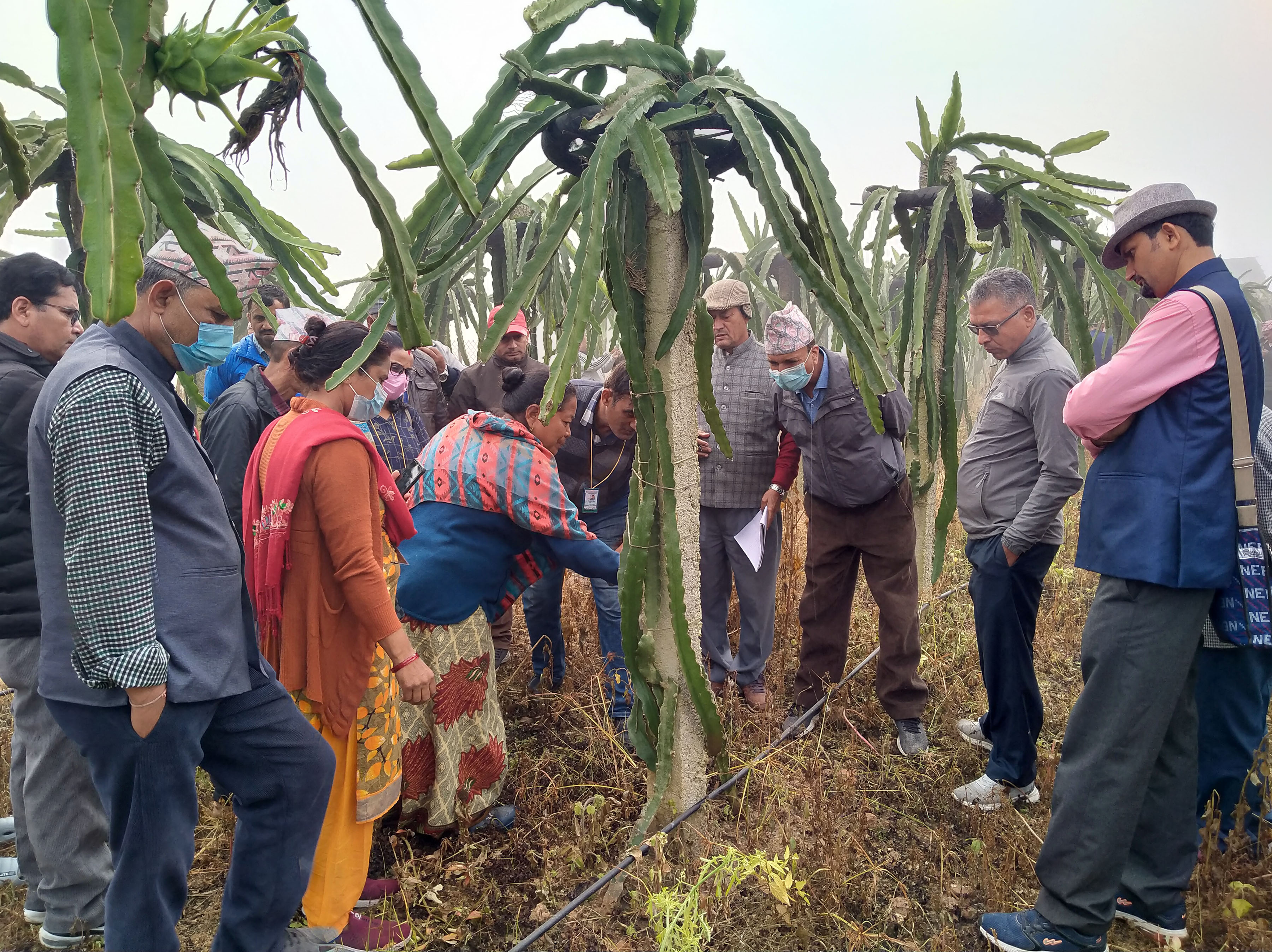 ड्रागन खेतीबारे जानकारी लिँदै